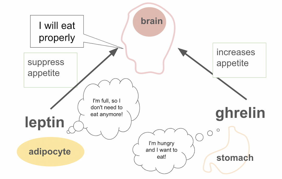 Normal sleep hormone levels